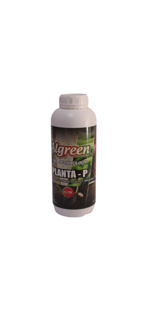 Magical Algreen