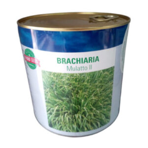 Brachiaria