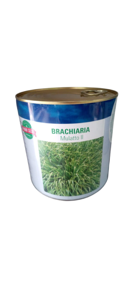 Brachiaria