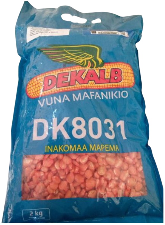 Maize DK 8031