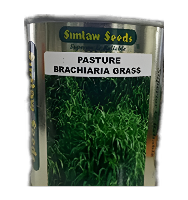 Brachiaria Hybrid Grass (Simlaw) 100G